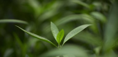 Yeşil yaprak dokusu arka plan. Tropikal bir ormanda yeşil yapraklar.