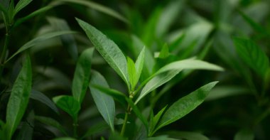 Yeşil yaprak dokusu arka plan. Tropikal bir ormanda yeşil yapraklar.