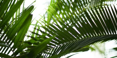 Yeşil yaprak dokusu arka plan. Tropikal bir ormanda yeşil yapraklar.