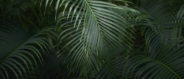 Yeşil yaprak dokusu arka plan. Tropikal bir ormanda yeşil yapraklar.