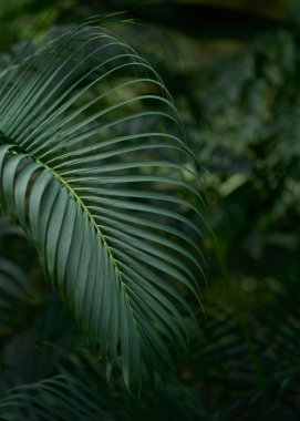 Yeşil yaprak dokusu arka plan. Tropikal bir ormanda yeşil yapraklar.
