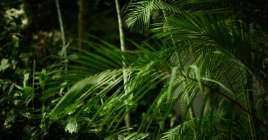 Yeşil yaprak dokusu arka plan. Tropikal bir ormanda yeşil yapraklar.