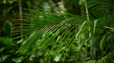Yeşil yaprak dokusu arka plan. Tropikal bir ormanda yeşil yapraklar.