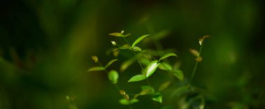 Yeşil yaprak dokusu arka plan. Tropikal bir ormanda yeşil yapraklar.