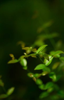 Yeşil yaprak dokusu arka plan. Tropikal bir ormanda yeşil yapraklar.