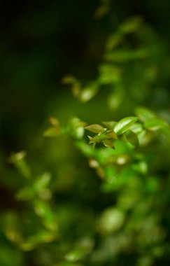 Yeşil yaprak dokusu arka plan. Tropikal bir ormanda yeşil yapraklar.
