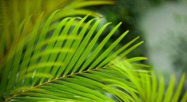 Yeşil yaprak dokusu arka plan. Tropikal bir ormanda yeşil yapraklar.