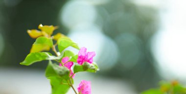 Yeşil yaprak dokusu arka plan. Tropikal bir ormanda yeşil yapraklar.