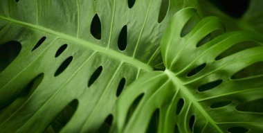 Yeşil yaprak dokusu arka plan. Tropikal bir ormanda yeşil yapraklar.