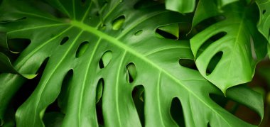 Yeşil yaprak dokusu arka plan. Tropikal bir ormanda yeşil yapraklar.