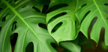 Yeşil yaprak dokusu arka plan. Tropikal bir ormanda yeşil yapraklar.