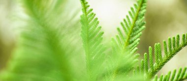 Yeşil yaprak dokusu arka plan. Tropikal bir ormanda yeşil yapraklar.