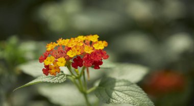Yeşil yaprak dokusu arka plan. Tropikal bir ormanda yeşil yapraklar.