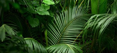 Yeşil yaprak dokusu arka plan. Tropikal bir ormanda yeşil yapraklar.