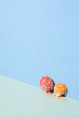 Mavi bir arka planda deniz kabuğu ve deniz kabukları