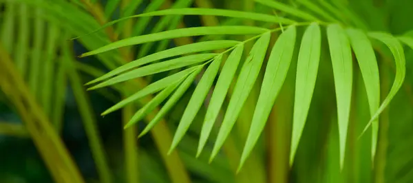 yeşil yapraklar, bitkiler ve yapraklar