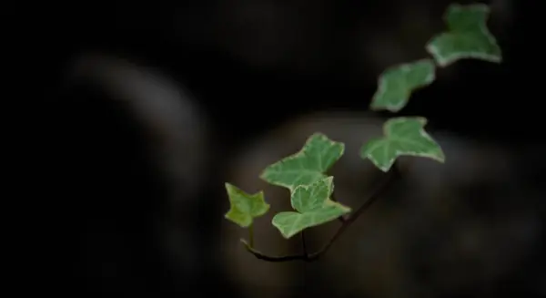 Yeşil bitki, bitki örtüsü.