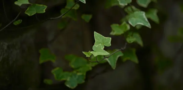 yeşil yapraklar, bitkiler ve yapraklar