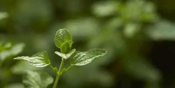 Bahçede taze nane var, kapatın.