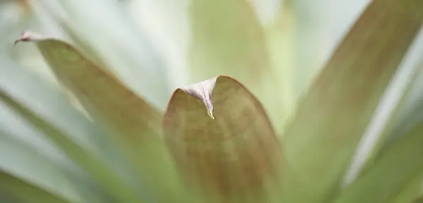 Bahçedeki yeşil bitkiler, doğa ve yapraklar