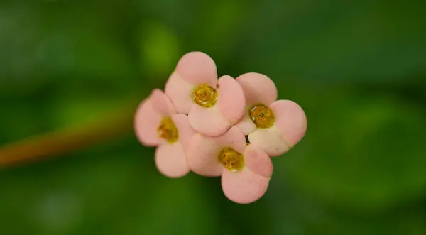 Yeşil yaprak dokusu arka plan. Tropikal bir ormanda yeşil yapraklar.