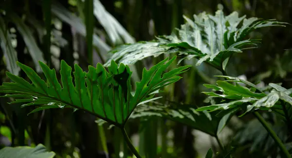 Yeşil yaprak dokusu arka plan. Tropikal bir ormanda yeşil yapraklar.