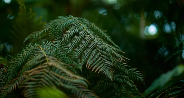 Yeşil yaprak dokusu arka plan. Tropikal bir ormanda yeşil yapraklar.