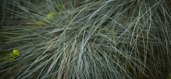 Yeşil yaprak dokusu arka plan. Tropikal bir ormanda yeşil yapraklar.