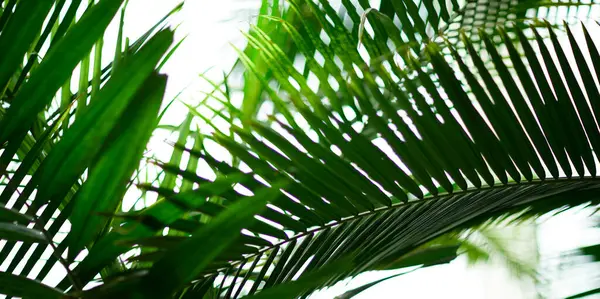 Yeşil yaprak dokusu arka plan. Tropikal bir ormanda yeşil yapraklar.