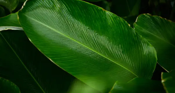 Yeşil yaprak dokusu arka plan. Tropikal bir ormanda yeşil yapraklar.