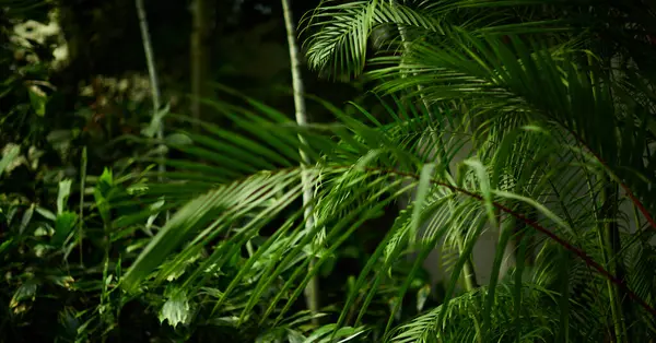 Yeşil yaprak dokusu arka plan. Tropikal bir ormanda yeşil yapraklar.