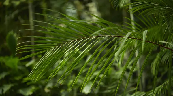 Yeşil yaprak dokusu arka plan. Tropikal bir ormanda yeşil yapraklar.