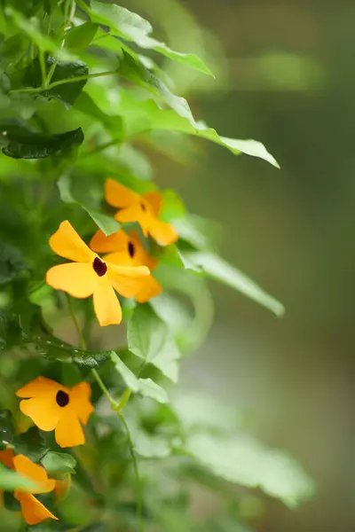 Yeşil yaprak dokusu arka plan. Tropikal bir ormanda yeşil yapraklar.