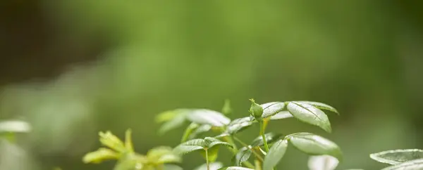 Yeşil yaprak dokusu arka plan. Tropikal bir ormanda yeşil yapraklar.
