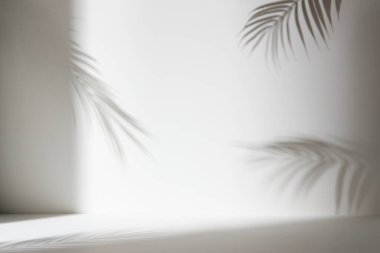 Palmiye yaprağı gölgeli monoton arkaplan duvarı