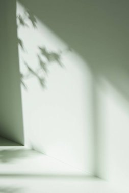 Palmiye yaprağı gölgeli monoton arkaplan duvarı