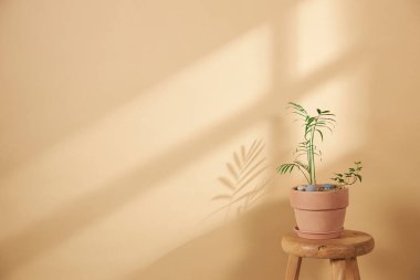 Pencerelerden süzülen güneş ışığı ve taze çiçeklerle dolu rahat bir ev.