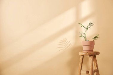 Pencerelerden süzülen güneş ışığı ve taze çiçeklerle dolu rahat bir ev.