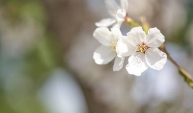 Mavi arka planda kiraz çiçeğinin yakın plan görüntüsü