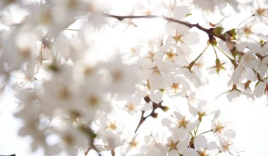 Mavi arka planda kiraz çiçeğinin yakın plan görüntüsü