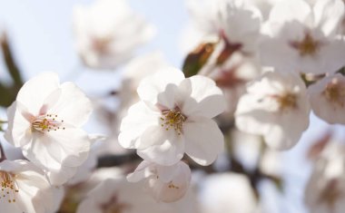 Mavi arka planda kiraz çiçeğinin yakın plan görüntüsü