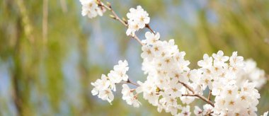 Mavi arka planda kiraz çiçeğinin yakın plan görüntüsü