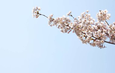 Mavi arka planda kiraz çiçeğinin yakın plan görüntüsü