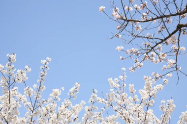 Mavi arka planda kiraz çiçeğinin yakın plan görüntüsü
