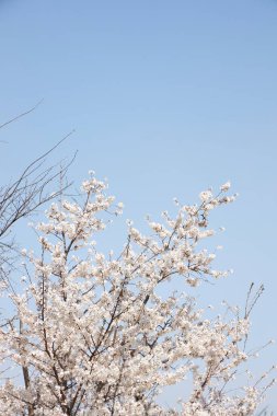 Mavi arka planda kiraz çiçeğinin yakın plan görüntüsü