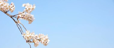 Mavi arka planda kiraz çiçeğinin yakın plan görüntüsü