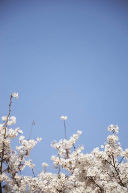 Mavi arka planda kiraz çiçeğinin yakın plan görüntüsü