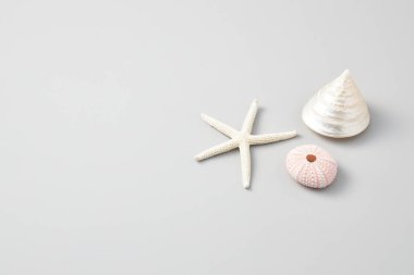 Beyaz arka planda izole edilmiş çeşitli ve renkli deniz kabukları