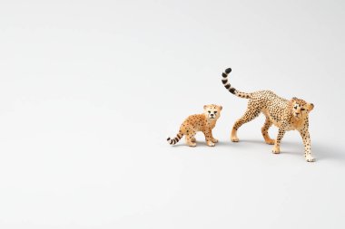 Beyaz arka planda oyuncağı olan leopar..