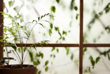 Öğleden sonra güneşinde yeşil yaprakların manzarası.